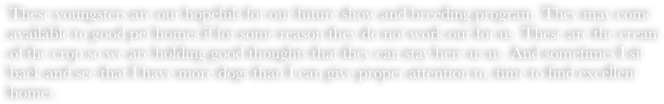These youngsters are our hopefuls for our future show and breeding program. They may come available to good pet homes if for some reason they do not work our for us. These are the cream of the crop so we are holding good thoughts that they can stay here us us. And sometimes I sit back and see that I have more dogs than I can give proper attention to, time to find excellent homes.